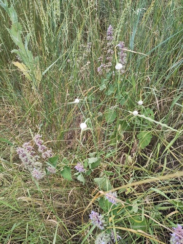 Naturaufnahme - Bild 2