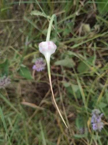 Knoblauch — Bild 3