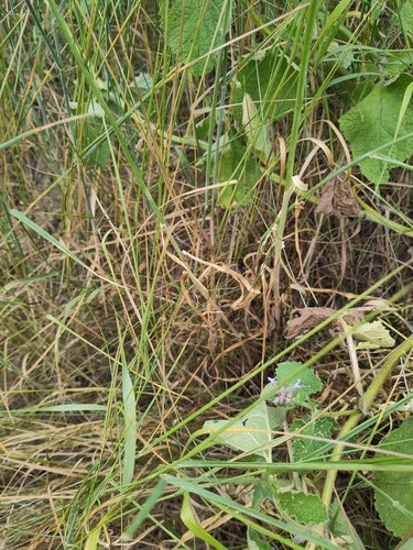 Naturaufnahme - Bild 3