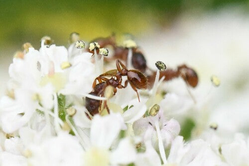 Knotenameise (Gattung Myrmica) — Bild 4 von 11