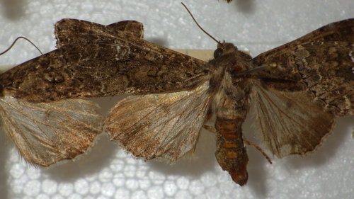 Kohleule, Herzwurm — Bild 5