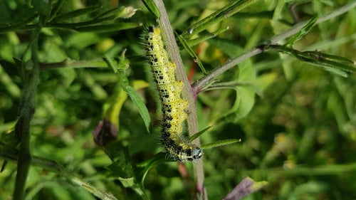 Kohlweißling Aussehen — Bild 3