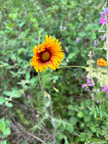 Kokardenblume — Bild 3