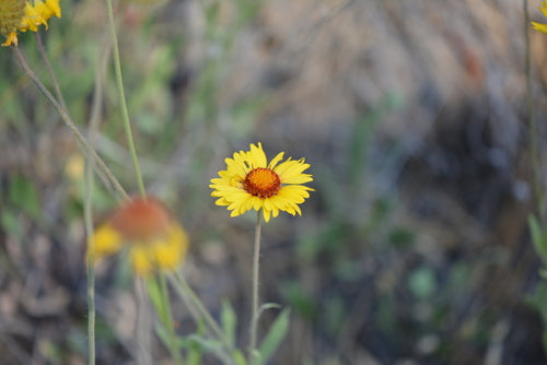 Kokardenblume — Bild 5