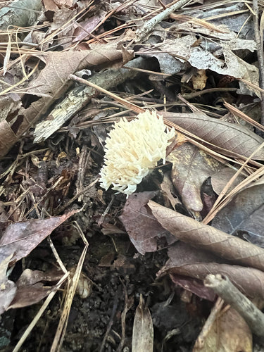 Korallenpilz — Bild 4 von 8