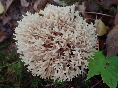 Korallenpilz — Bild 3 von 8