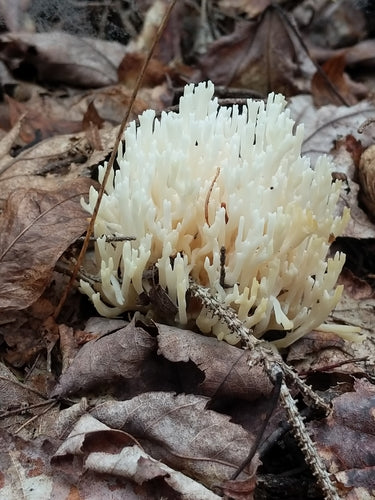 Korallenpilz — Bild 1 von 8
