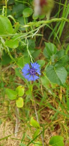 Kornblume — Bild 2