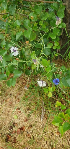 Kornblume — Bild 3