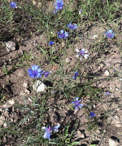 Kornblume — Bild 1