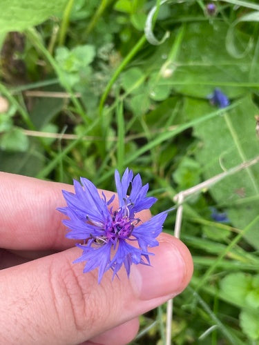 Kornblume — Bild 4