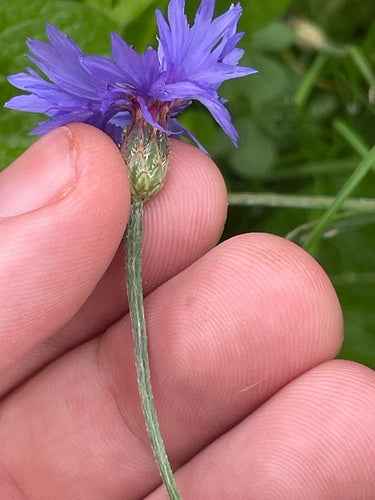 Kornblume — Bild 5