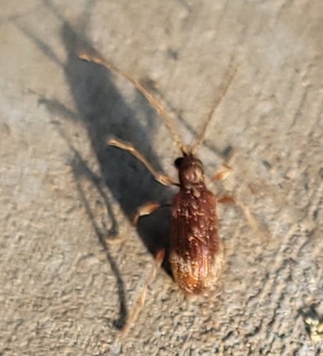 Kräuterdieb - Bild 5