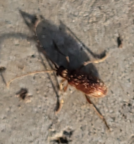 Kräuterdieb - Bild 6