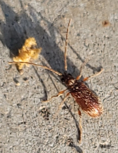 Kräuterdieb - Bild 7