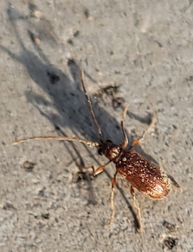 Kräuterdieb - Bild 8