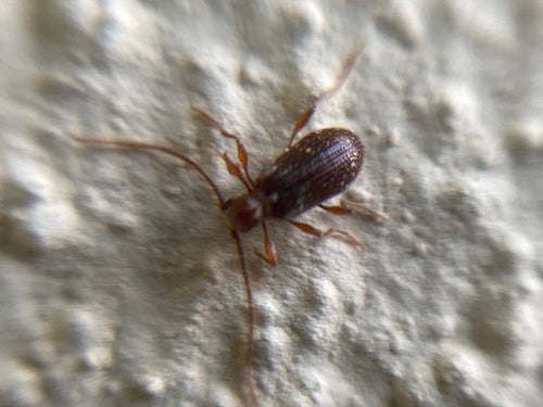 Kräuterdieb - Bild 2