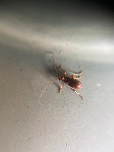 Kräuterdieb - Bild 1