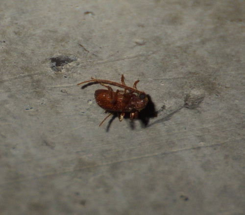 Kräuterdieb - Bild 3