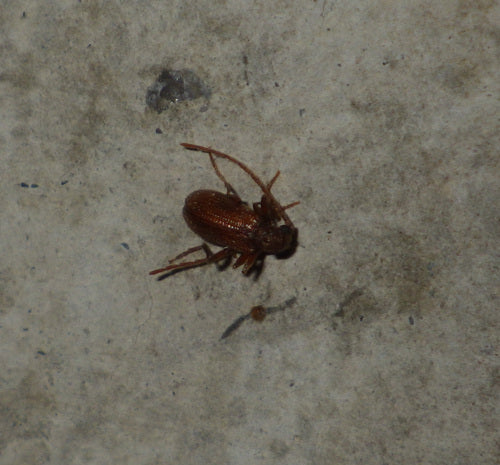 Kräuterdieb - Bild 4