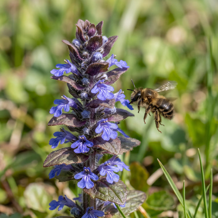 Blüte von Kriechender Günsel (Ajuga reptans) in Nahaufnahme (KI-generiert)