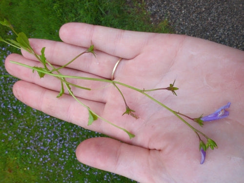 Kriechender Mazus — Bild 2 von 8
