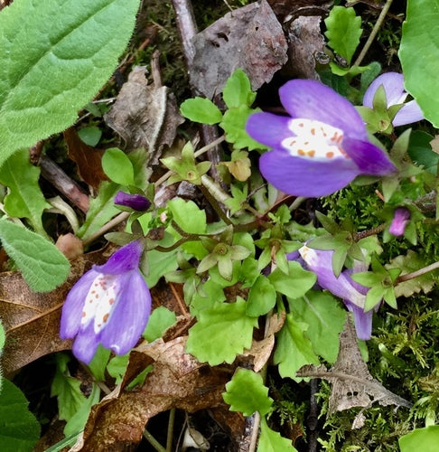 Kriechender Mazus — Bild 4 von 8