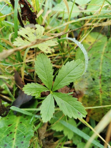 Kriechendes Fingerkraut — Bild 4