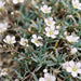 Blüte von Kriechendes Gipskraut (Gypsophila repens) in Nahaufnahme (KI-generiert)