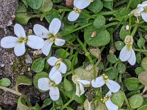 Kriechendes Schaumkraut — Bild 3 von 8