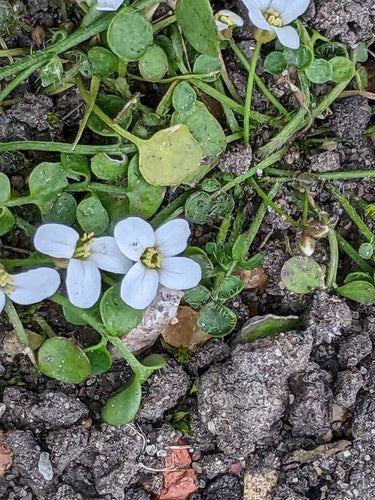 Kriechendes Schaumkraut — Bild 2 von 8