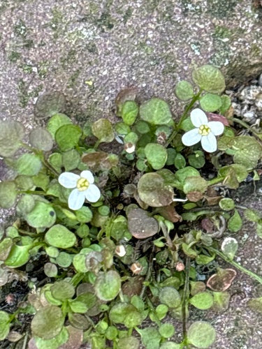 Kriechendes Schaumkraut — Bild 4 von 8
