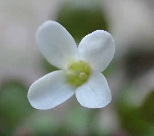 Kriechendes Schaumkraut — Bild 5 von 8