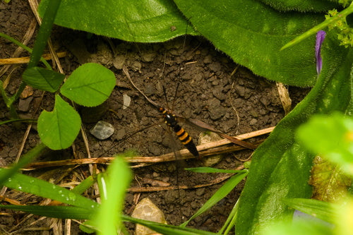 Krokus-Wiesenschnake — Bild 4