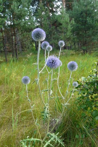 Kugeldistel — Bild 5