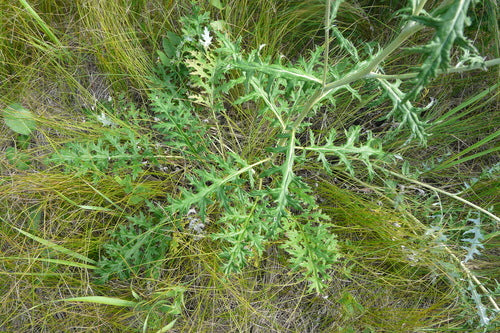 Kugeldistel — Bild 4