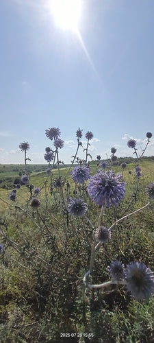 Kugeldistel — Bild 1