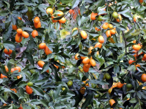 Kumquat — Bild 3