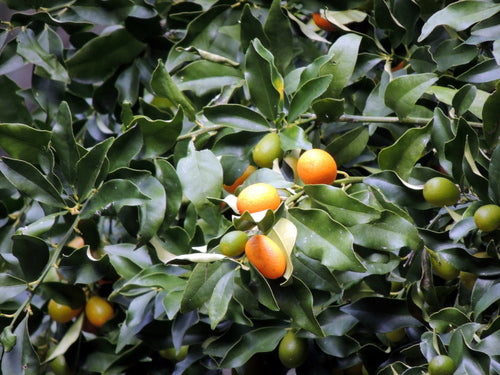 Kumquat — Bild 1