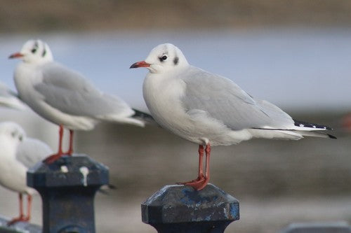 Lachmöwe — Bild 5