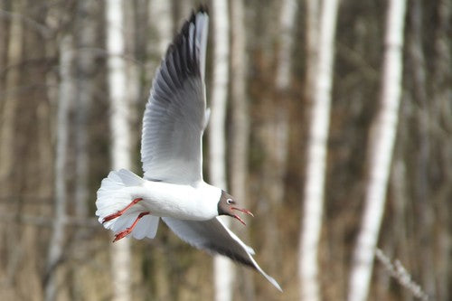 Lachmöwe — Bild 3