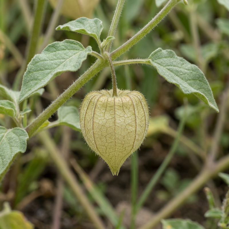 Lampionblume (Physalis lagascae), KI-Illustration