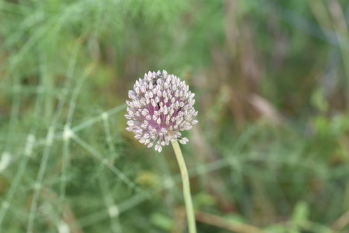 Lauch — Bild 5