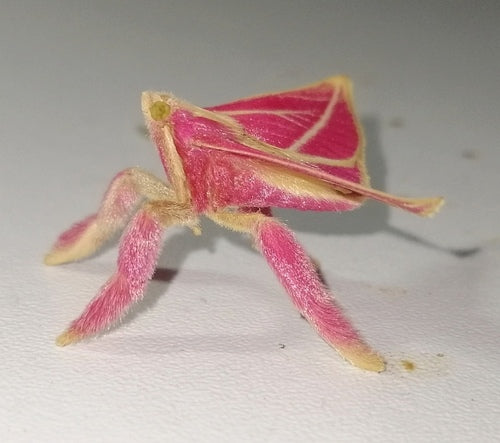 Naturaufnahme - Bild 2