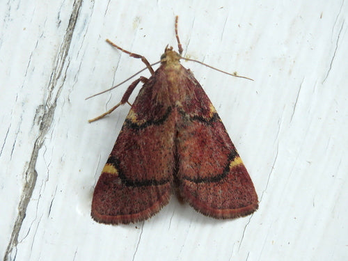 Naturaufnahme - Bild 8