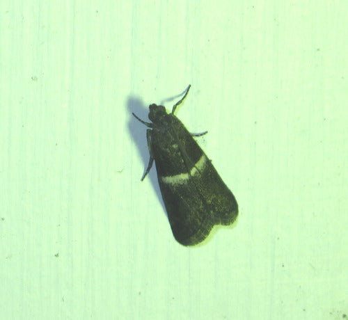 Lebensmittelmotten — Bild 5