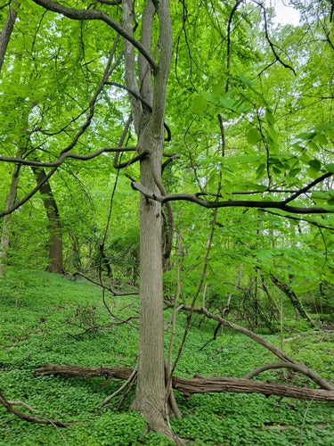 Lebkuchenbaum — Bild 2