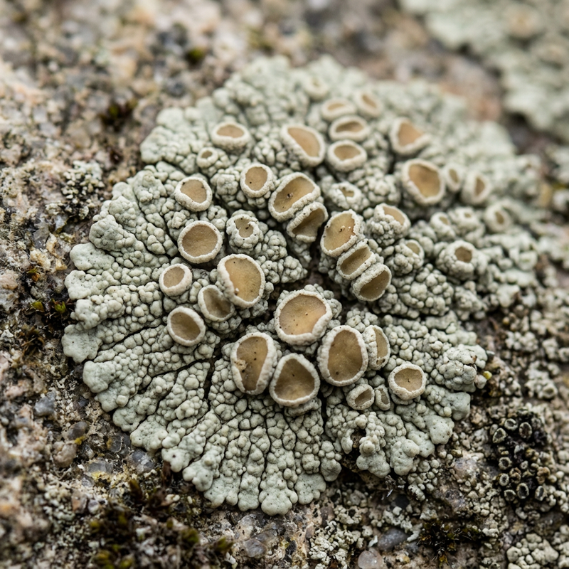 Lecanora-Flechte (Lecanora), KI-Illustration