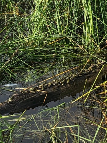 Leopardfrosch — Bild 2