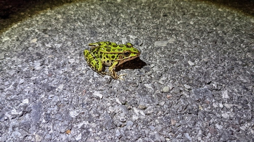 Leopardfrosch — Bild 5